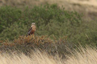 Circus aeruginosus - Western Marsh Harrier