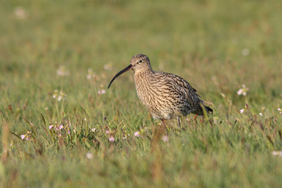 Numenius arquata - Eurasian Curlew