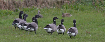 Brent Geese B9BJ and BFBK