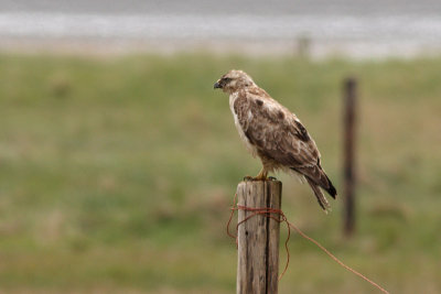 Buteo buteo - Common Buzzard