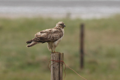 Buteo buteo - Common Buzzard