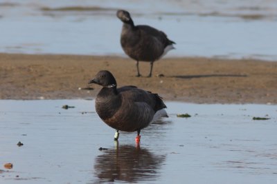 Branta bernicla - Brent Goose