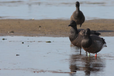 Branta bernicla - Brent Goose