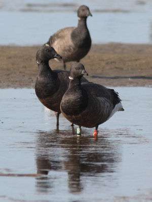 Branta bernicla - Brent Goose