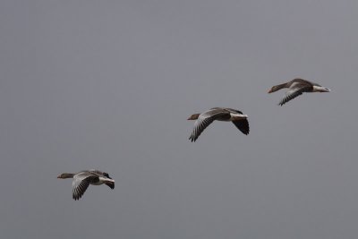 g3/56/840356/3/94818867.N8EMHD1j.jpg