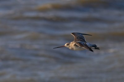 Limosa lapponica - Bar-tailed Godwit