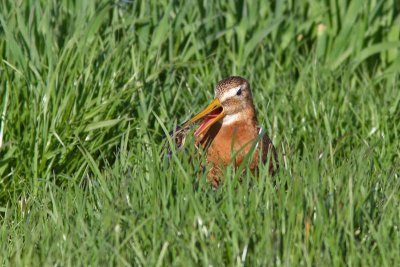 Limosa limosa - Black-tailed Godwit