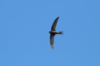 Apus apus - Common Swift