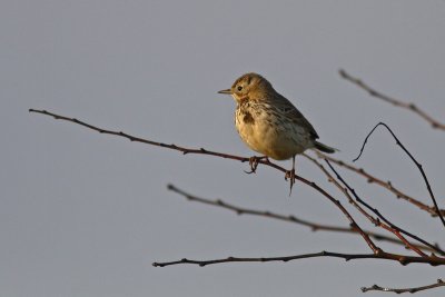 Anthus pratensis - Meadow Pipit