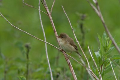 Acrocephalus palustris - Marsh Warbler