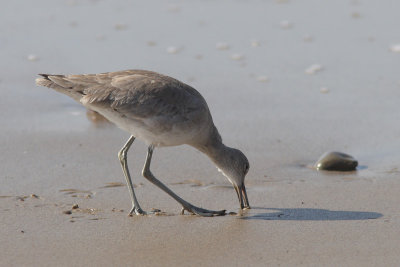 Tringa semipalmatus inornatus - Western Willet