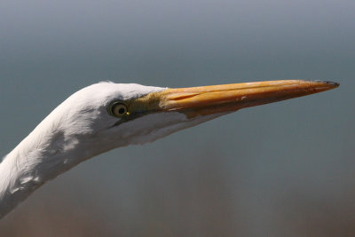 Casmerodius albus egretta - Amercian Great Egret
