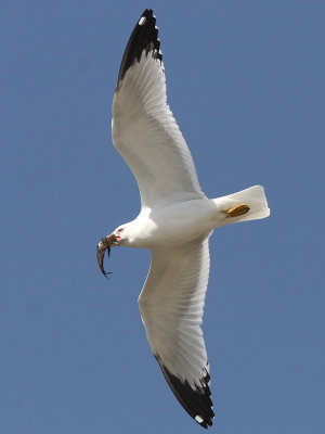 Larus delawarensis - Ring-billed Gull
