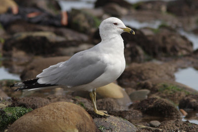 Larus delawarensis - Ring-billed Gull
