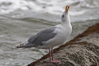 Larus glaucescens - Glaucous-winged Gull
