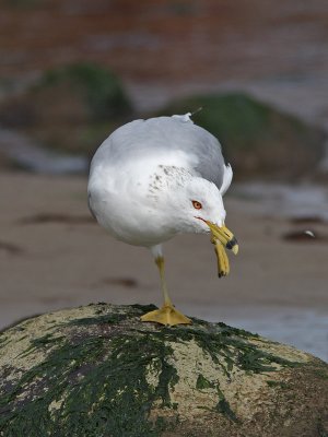 Larus delawarensis - Ring-billed Gull
