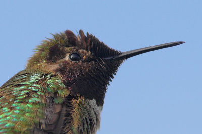 Calypte anna - Anna's hummingbird