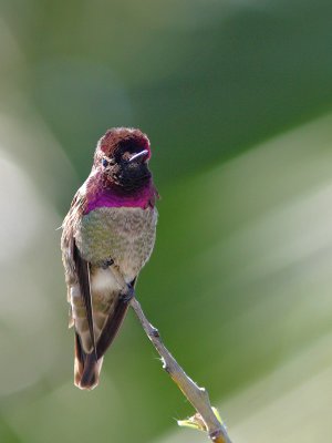 Calypte anna - Anna's hummingbird