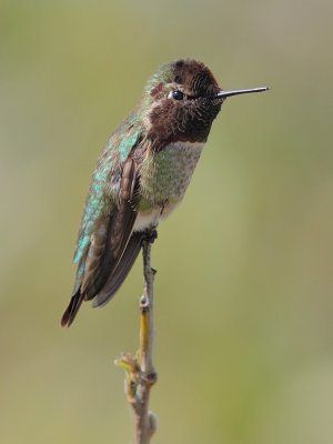 Calypte anna - Anna's hummingbird