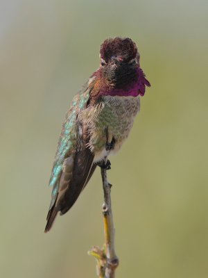 Calypte anna - Anna's hummingbird
