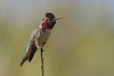 Calypte anna - Anna's hummingbird