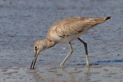 Tringa semipalmatus inornatus - Western Willet