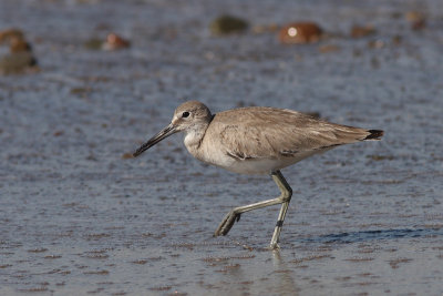 Tringa semipalmatus inornatus - Western Willet