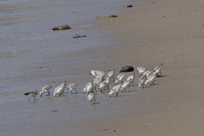 Calidris alba - Sanderling