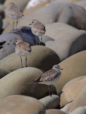 Pluvialis squatarola - Black-bellied Plover