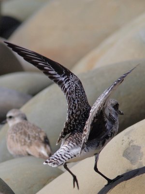 Pluvialis squatarola - Black-bellied Plover