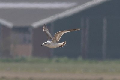 Larus canus - Common Gull