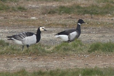 Branta nigricans- Black Brent with Barnacle Goose