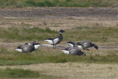 Branta nigricans with Branta bernicla - Black Brant with Brent Geese