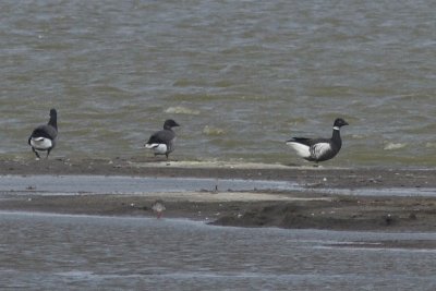 Branta nigricans with Branta bernicla - Black Brant with Brent Geese