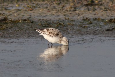 Calidris alba - Sanderling