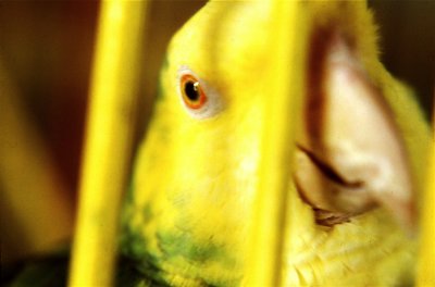Bright Yellow Parrot