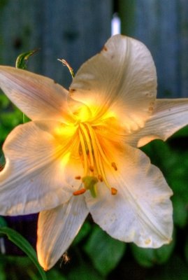 Lilium 2