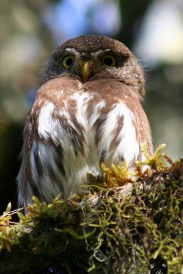 Tamaulipas Pygmy-Owl