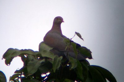 Red-billed Pigeon