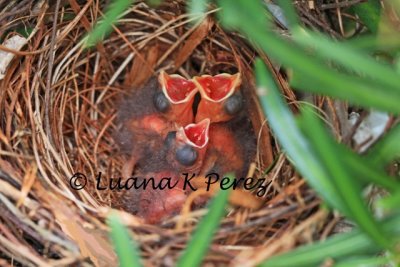 IMG_0927_Cardinal Babies in Luana Bush 5-1-10.jpg copyright WEB.jpg