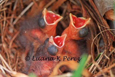 IMG_0943_Spring Cardinal Babies 4-28-10 copy.jpg WEB.jpg