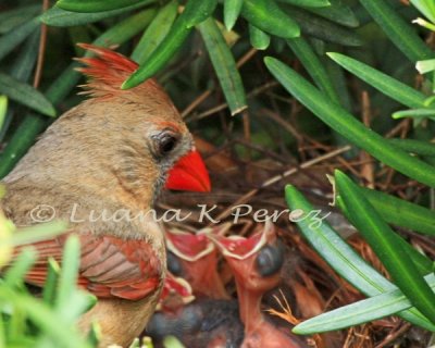 IMG_1254_Mother Carinal proud of babies 5-1-10 copyrighted.jpg WEB.jpg