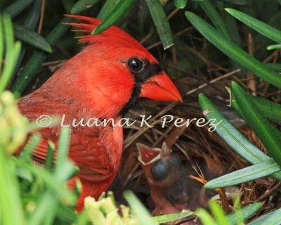 IMG_1313_Male Cardinal with 3 babies 5-1-10 copyrighted.jpg for WEB.jpg