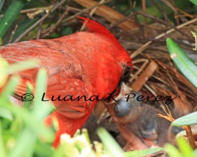 IMG_1321_Male Cardinal feeding baby 5-1-10 copyrighted.jpg WEB.jpg