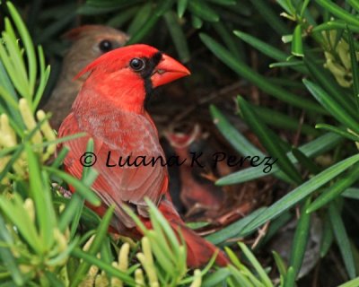 IMG_1262_Luanas Cardinal family 5-1-10 copyrighted.jpg WEB.jpg