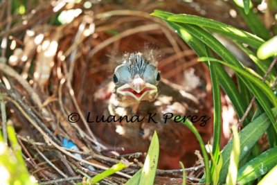 IMG_8282_Last baby Cardinal 5-6-10 copyright WEB.jpg