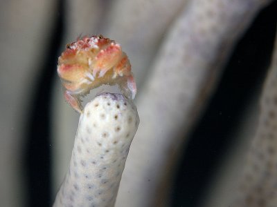 Cozumel, Mexico