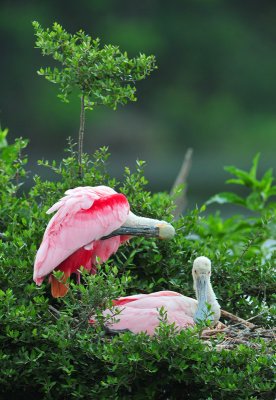  High Island, Texas-Smith Oaks Bird Sanctuary