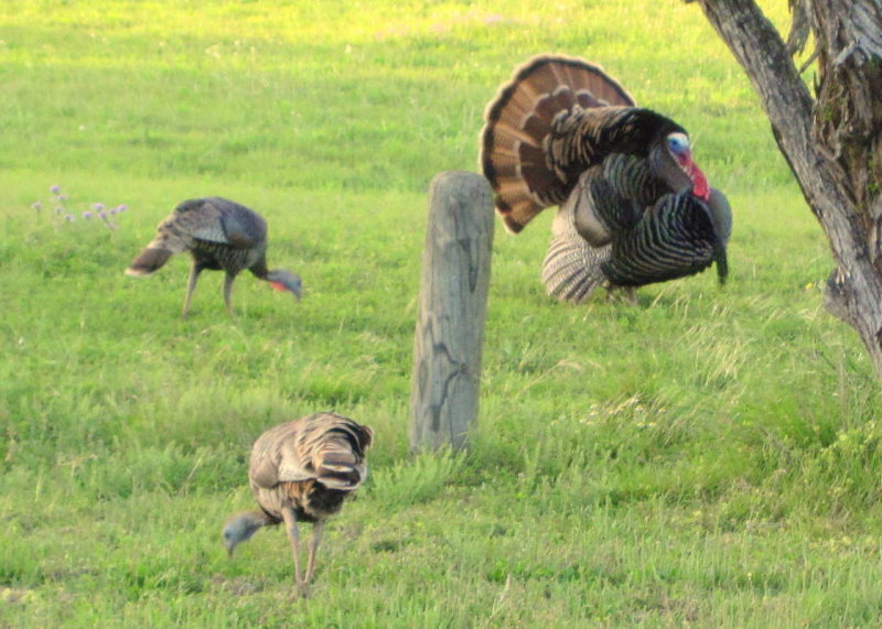 Wild Turkey Choke Canyon State Pk 04