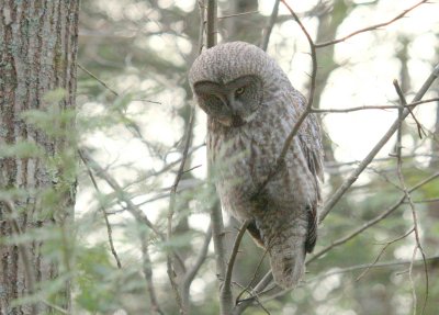 GreatGrayOwl03.jpg